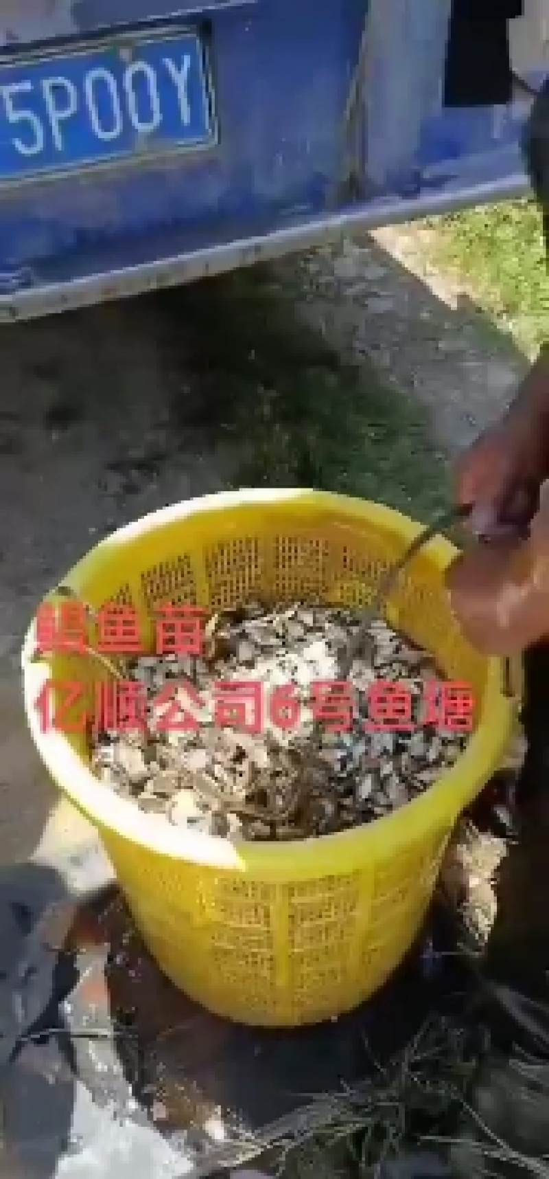 鲳鱼苗淡水鲳鱼三个月可以一斤3起产