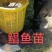 鲳鱼苗淡水鲳鱼三个月可以一斤3起产