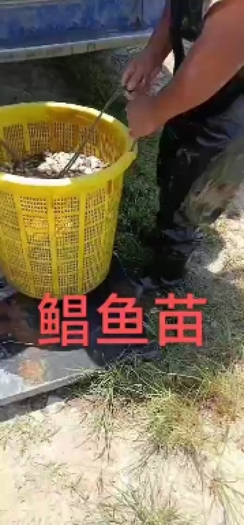 鲳鱼苗淡水鲳鱼三个月可以一斤3起产