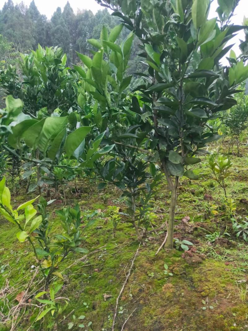 精品091无核沃柑假植苗，丫盘好，第二年挂果。可带土球！