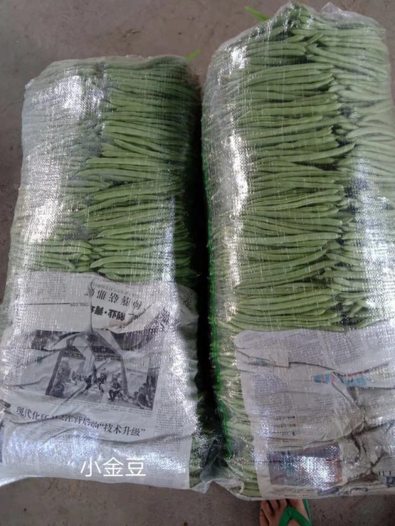露天种植的四季豆