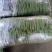 露天种植的四季豆
