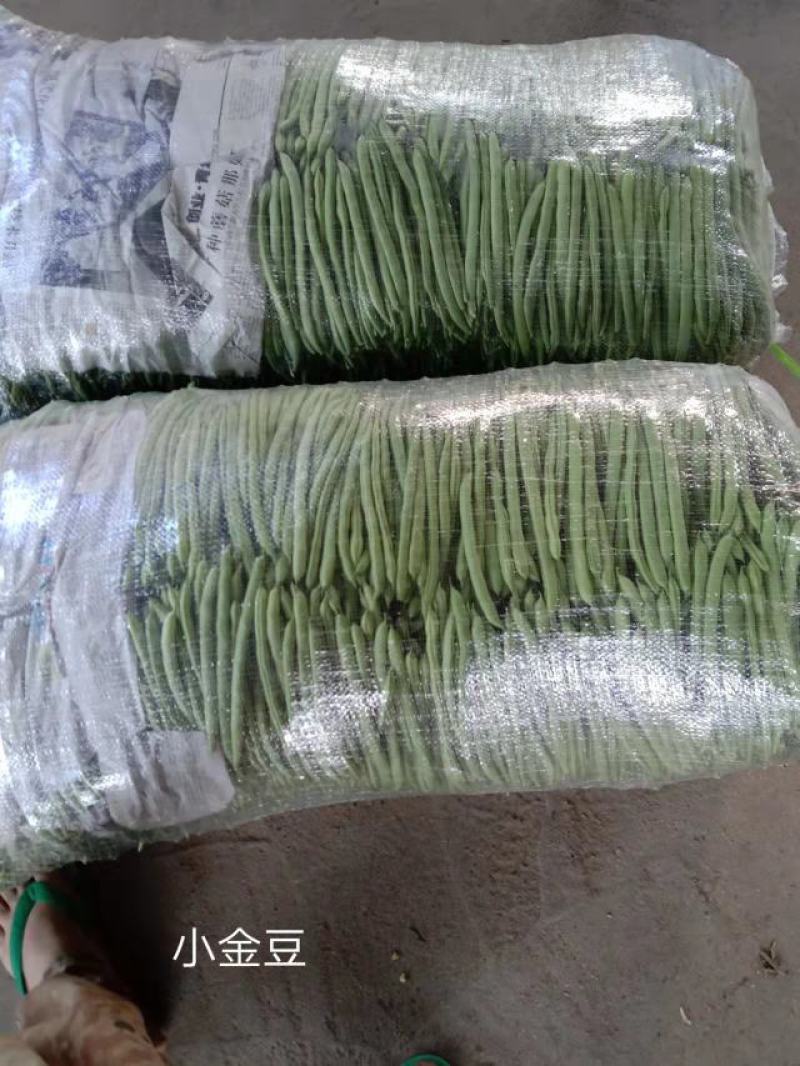 露天种植的四季豆