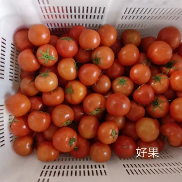 露天种植的西红柿