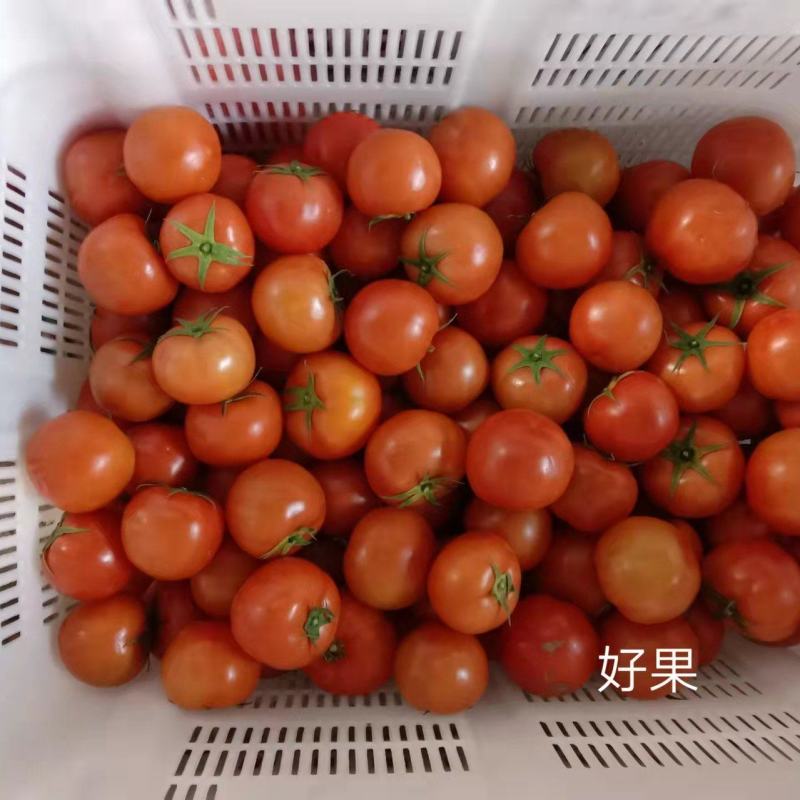 露天种植的西红柿