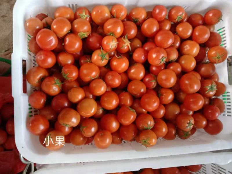 露天种植的西红柿