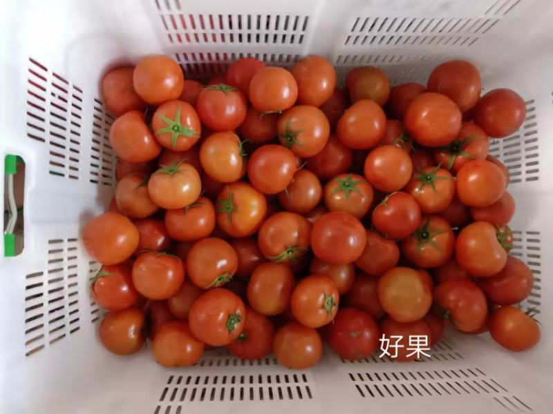 露天种植的西红柿