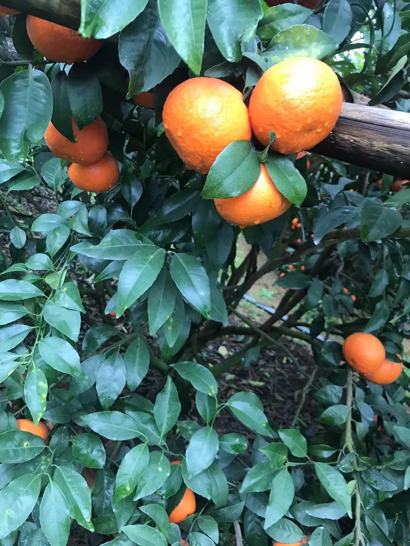 沃柑水果橘子沙糖橘新鲜水果产地直发
