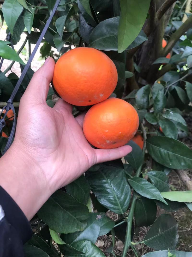 沃柑水果橘子沙糖橘新鲜水果产地直发