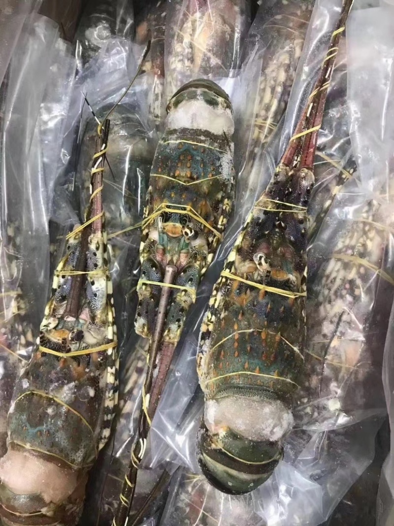 活冻澳洲大花龙虾规格齐全，品质保证，全国各地可发货