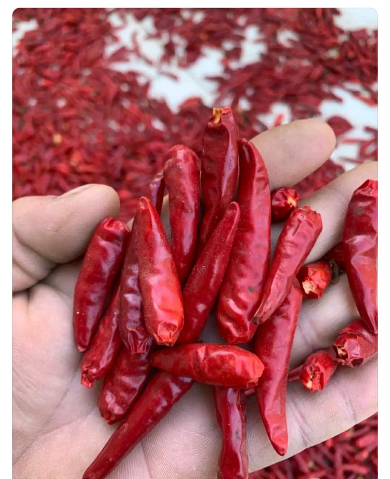 干辣椒现货出售