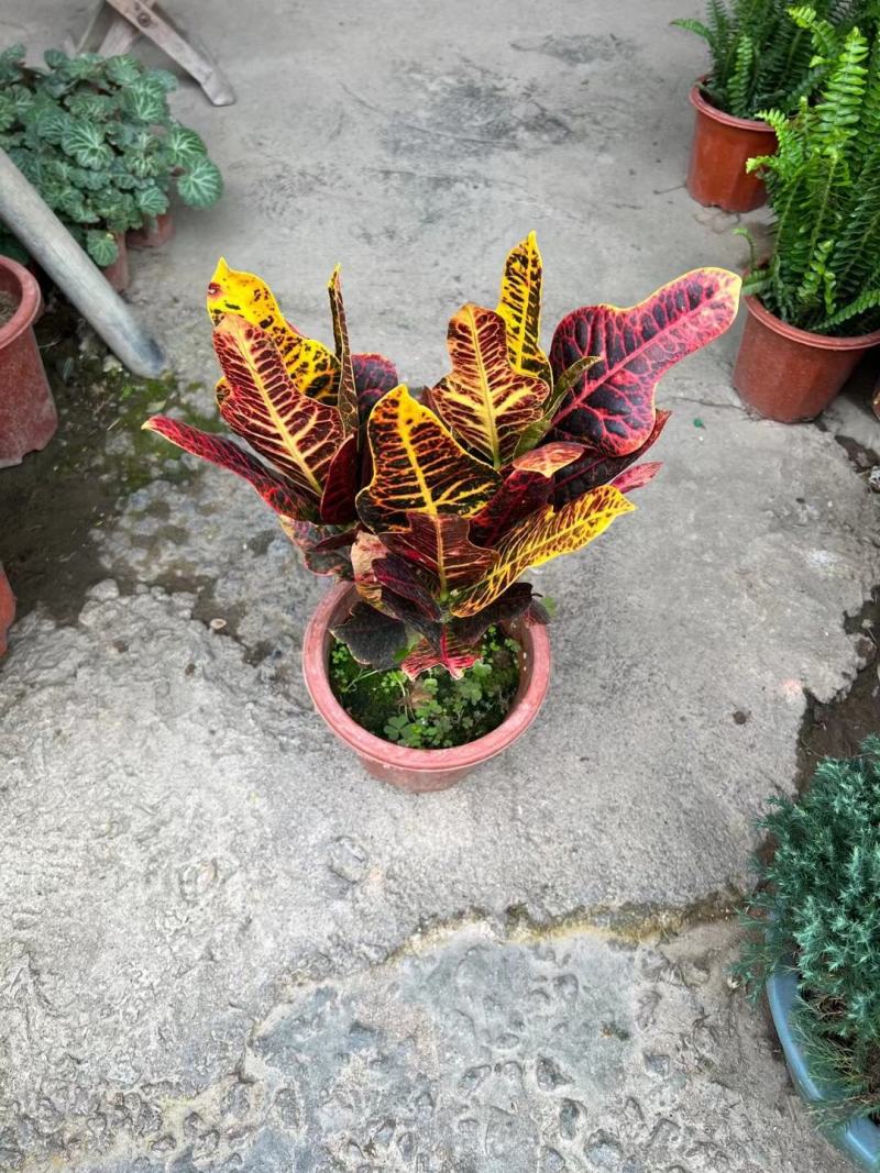 变叶木花各种规格有需要的种绿化苗木有需要的联系