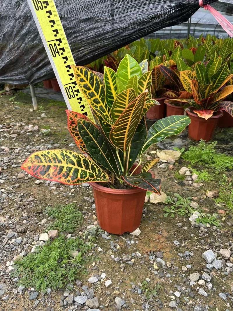 变叶木花各种规格有需要的种绿化苗木有需要的联系
