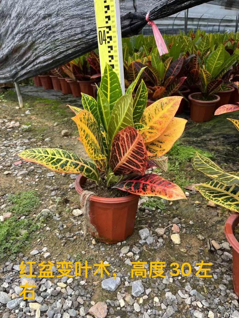 变叶木花各种规格有需要的种绿化苗木有需要的联系