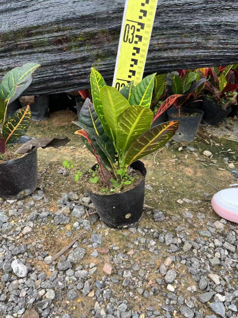 变叶木花各种规格有需要的种绿化苗木有需要的联系