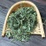 穿心莲中药材穿心莲茶穿心连一见喜榄核莲苦胆草金