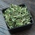穿心莲中药材穿心莲茶穿心连一见喜榄核莲苦胆草金