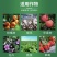 中化布加迪30%乙唑螨腈红蜘蛛果树柑橘苹果蔬菜杀虫杀螨剂