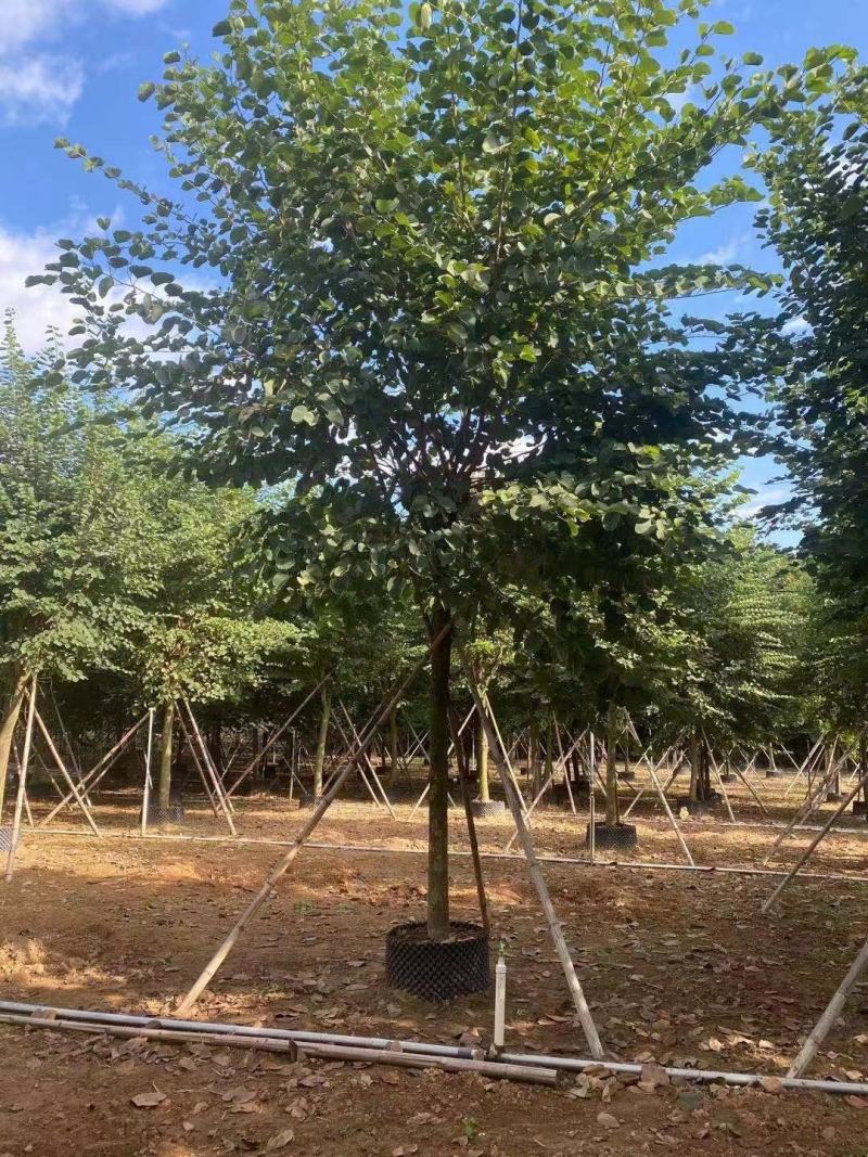 宫粉紫荆大骨架，量多有需要的联，各种规格地苗。