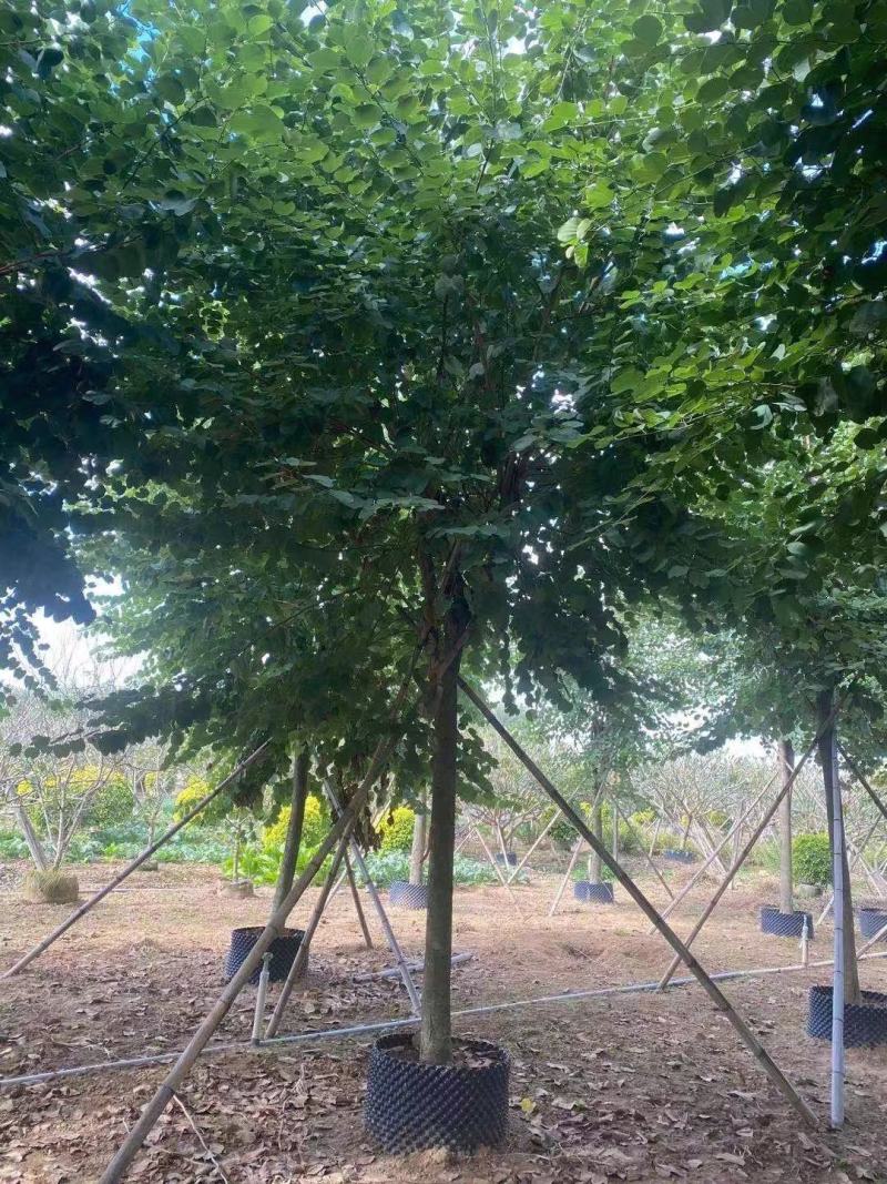 宫粉紫荆大骨架，量多有需要的联，各种规格地苗。