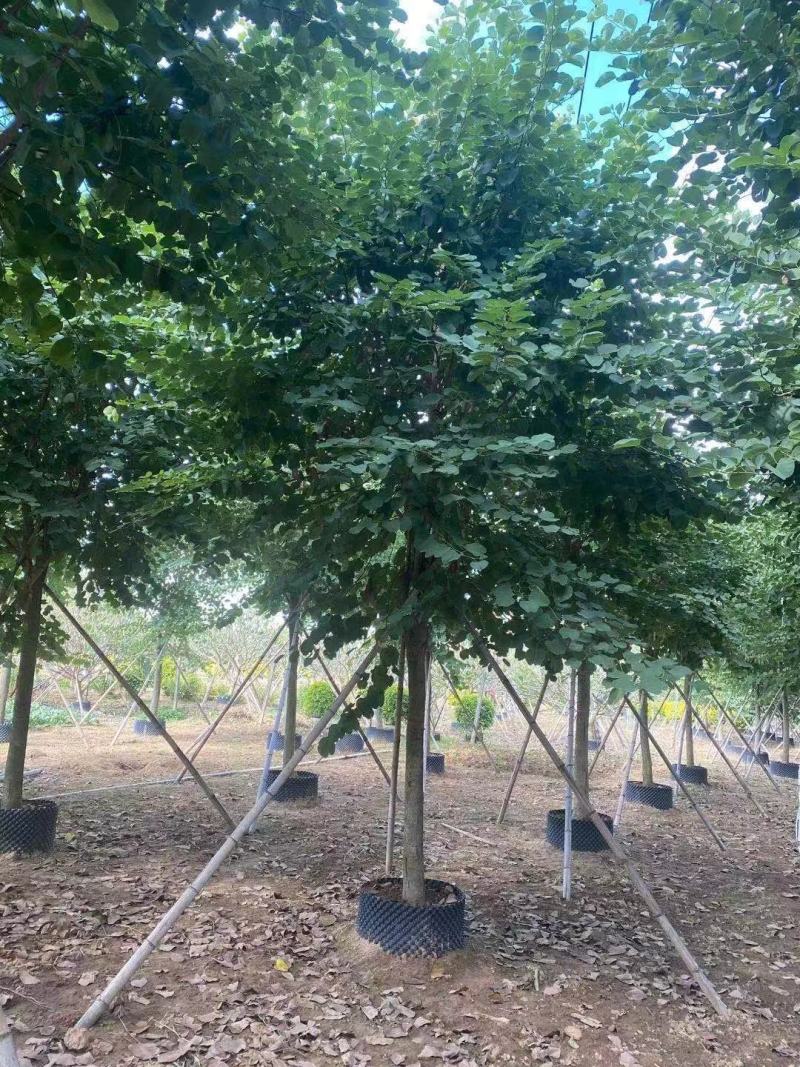 宫粉紫荆大骨架，量多有需要的联，各种规格地苗。