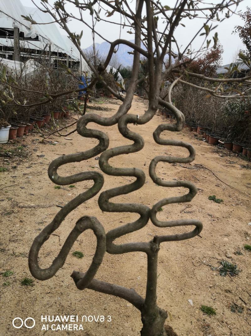 山东日照映山红（杜鹃）色泽鲜艳品质保证基地直发