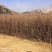 山东日照映山红（杜鹃）色泽鲜艳品质保证基地直发