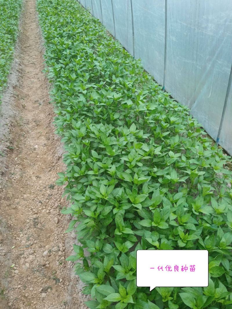 辣椒苗，二荆条辣椒苗，薄皮菜海椒苗；上市了