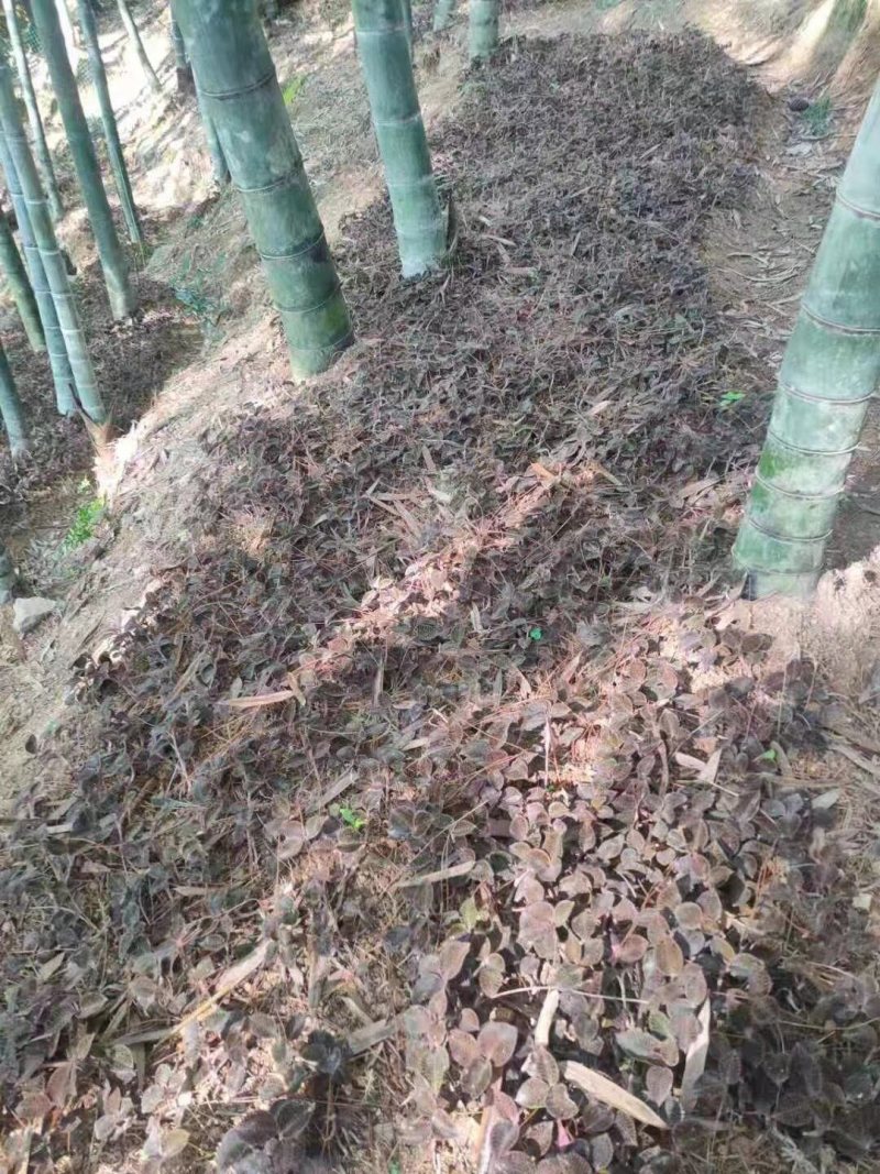 林下仿野生干品