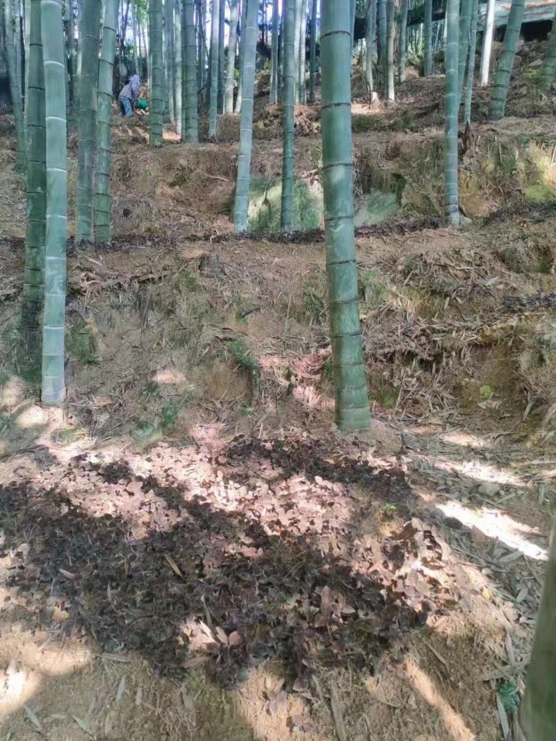 林下仿野生干品