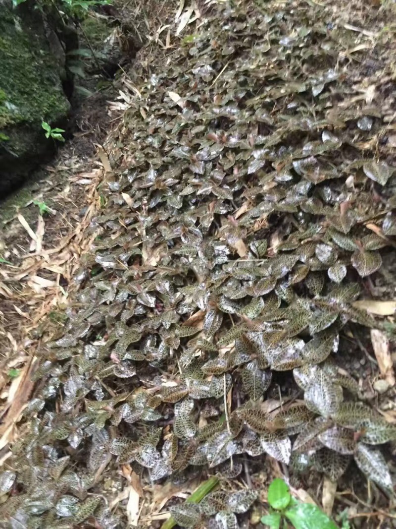 林下仿野生干品