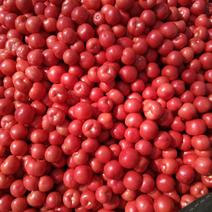 万亩硬粉西红柿大量上市商超精品对接批发市场全国发货