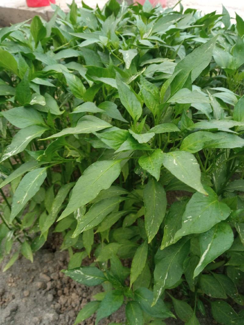 辣椒苗，二荆条辣椒苗，薄皮菜海椒苗；上市了