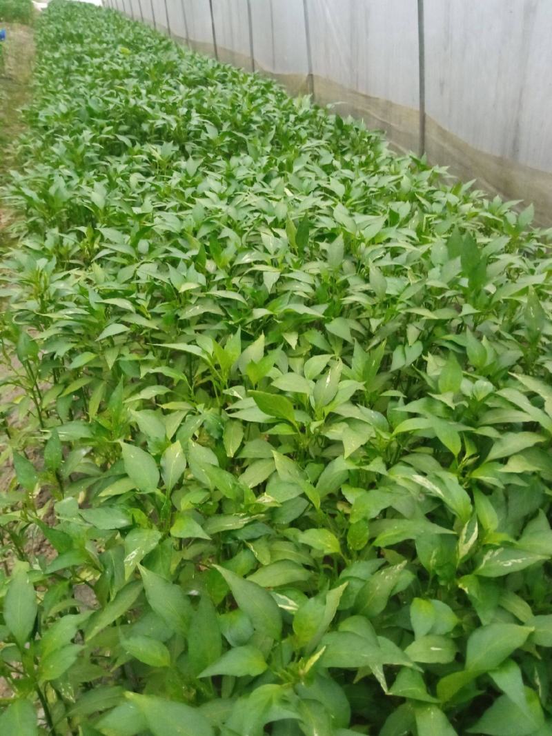辣椒苗，二荆条辣椒苗，薄皮菜海椒苗；上市了