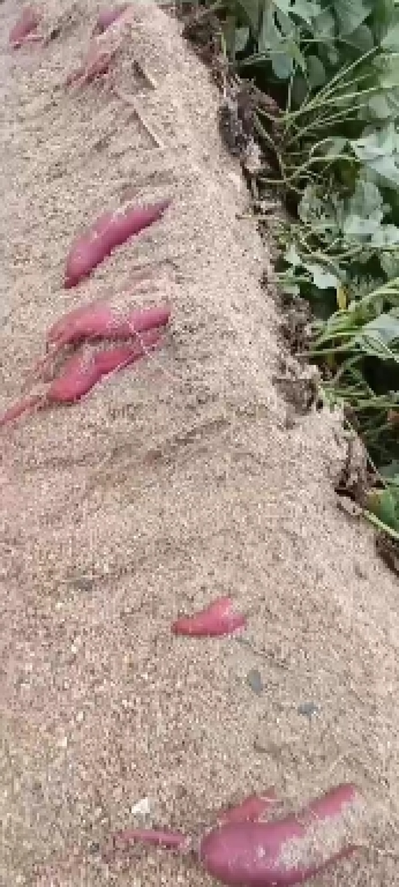 小香薯