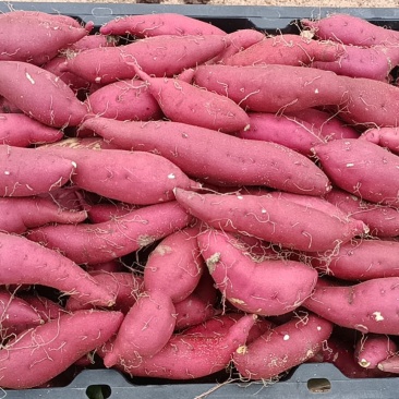 小香薯