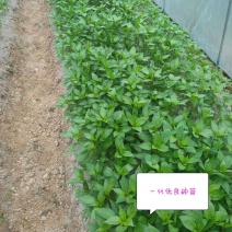 辣椒苗，二荆条辣椒苗，薄皮菜海椒苗；上市了
