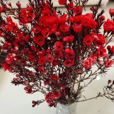 可包邮澳洲腊梅120扎起发可水养可干养
