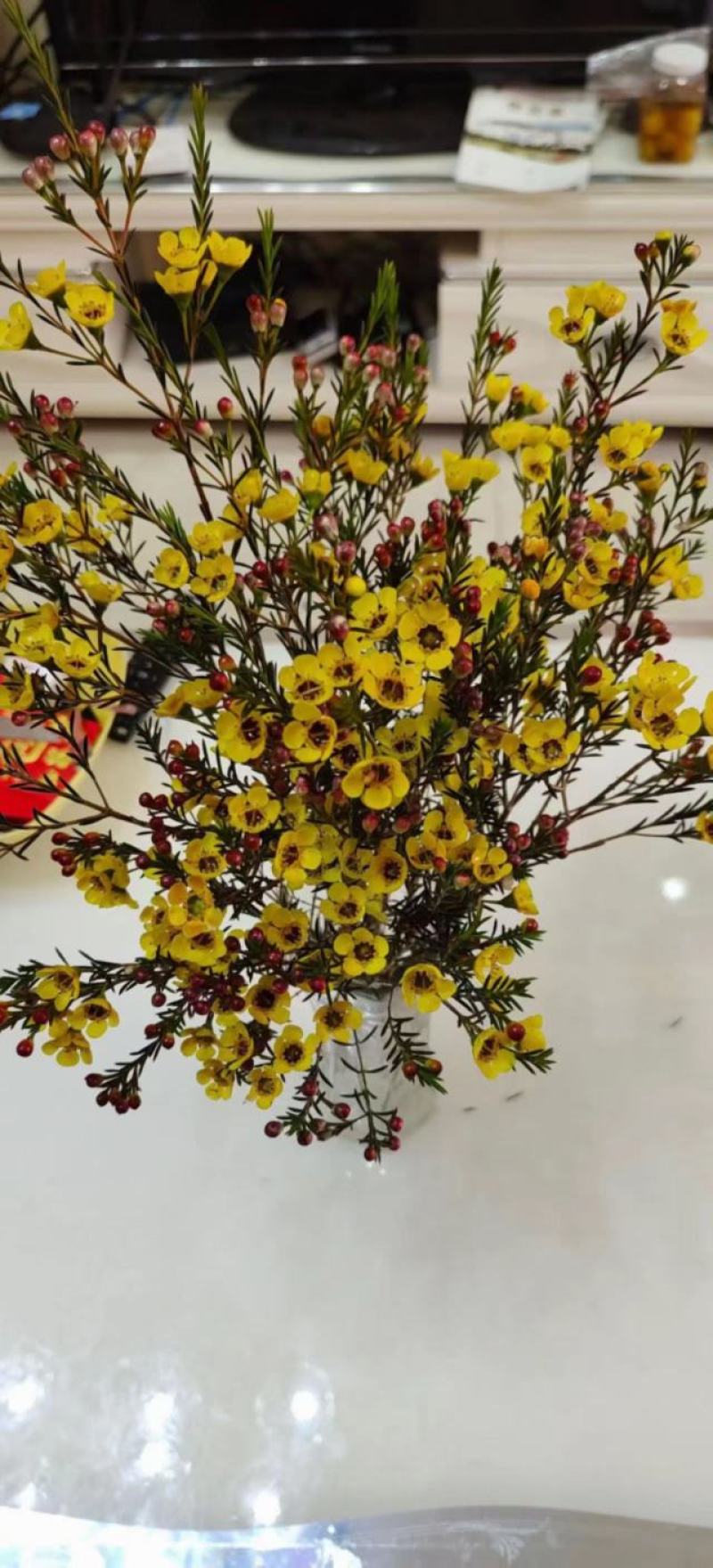 可包邮澳洲腊梅120扎起发可水养可干养