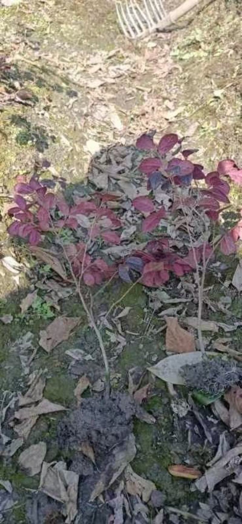 红花檵木花各种规格有需要的联系量大优惠欢迎新老客户下单