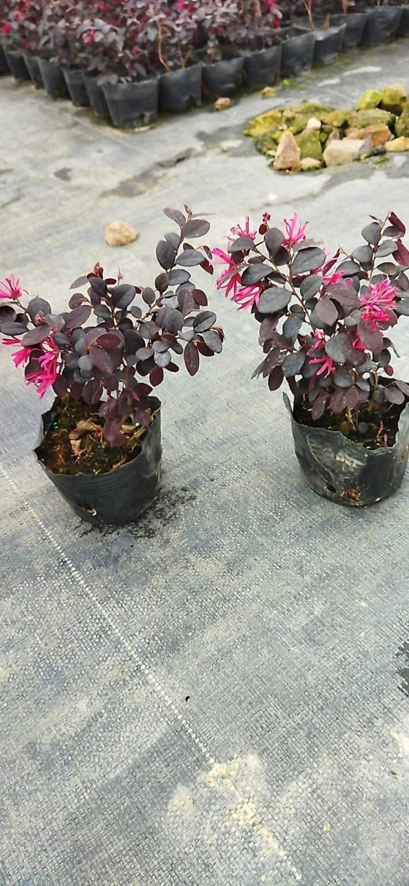 红花檵木花各种规格有需要的联系量大优惠欢迎新老客户下单
