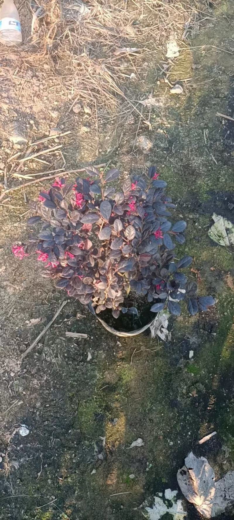 红花檵木花各种规格有需要的联系量大优惠欢迎新老客户下单