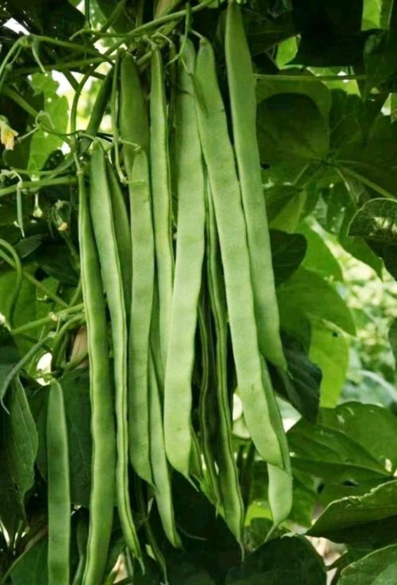 四季豆，改良三扁菜豆，架豆，高产，条绿，种子基地批发供应