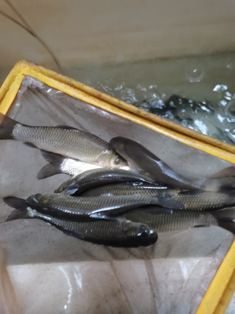 场他直销，黑鲩鱼苗，脆皮鲩鱼苗，黑鱼苗，品种优良规格齐全