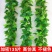 假花绿叶仿真藤条葡萄叶假树叶塑料藤蔓植物吊顶装饰花藤树藤