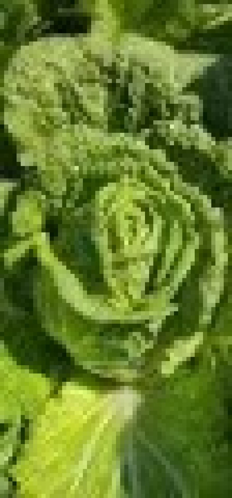 大白菜