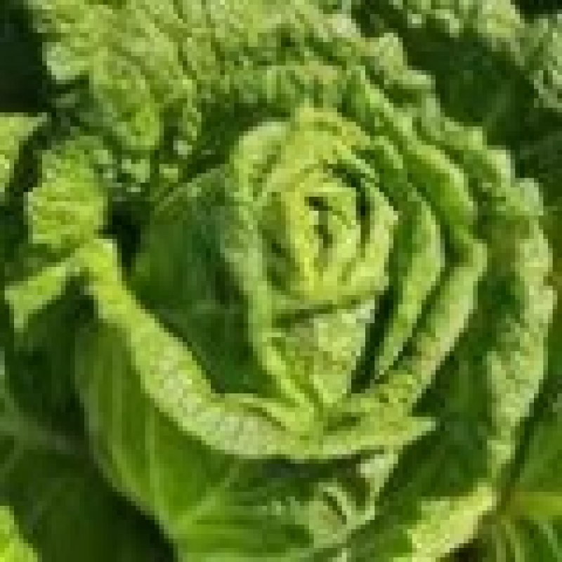 大白菜