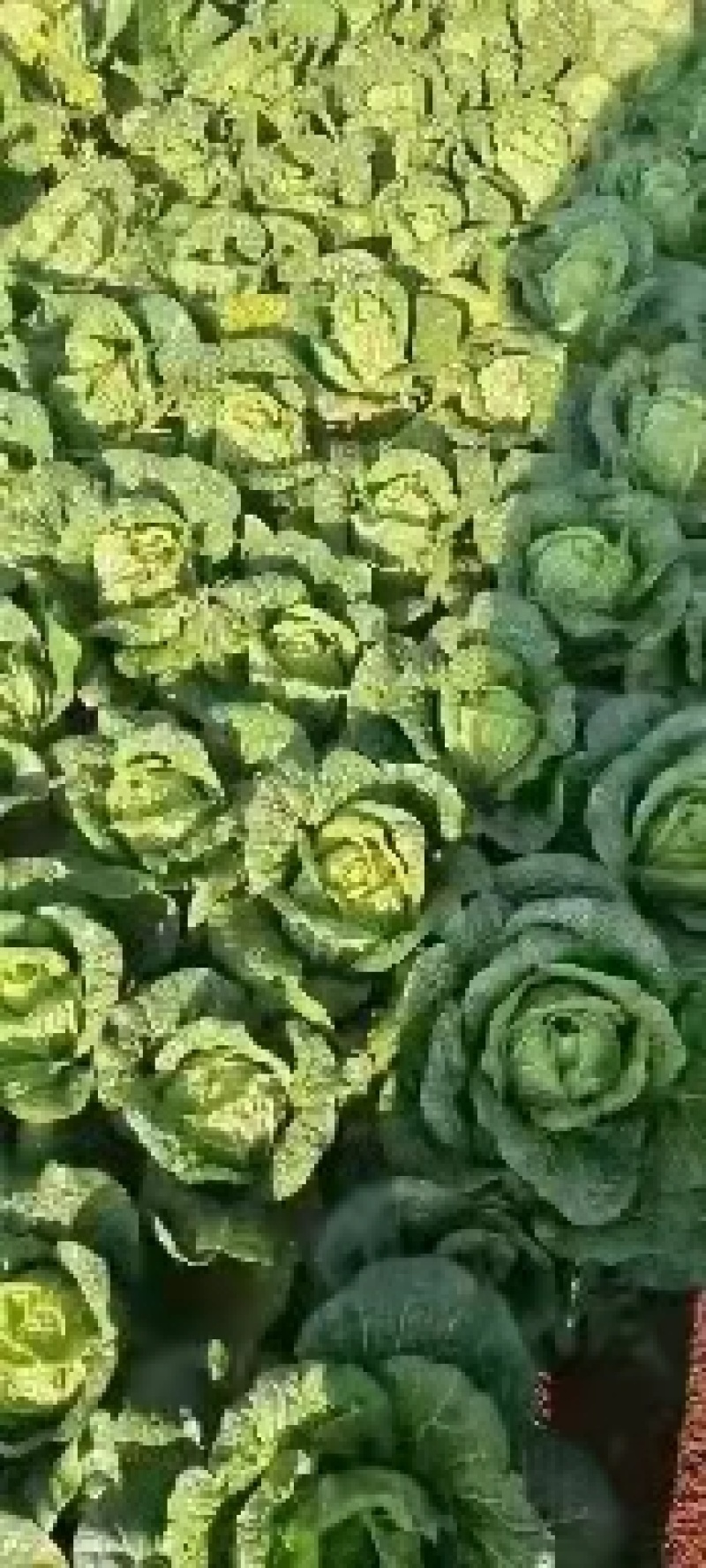 大白菜