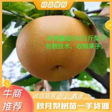 梨树苗秋月梨树苗黄金梨树苗桃树苗包教技术，代收购果子。