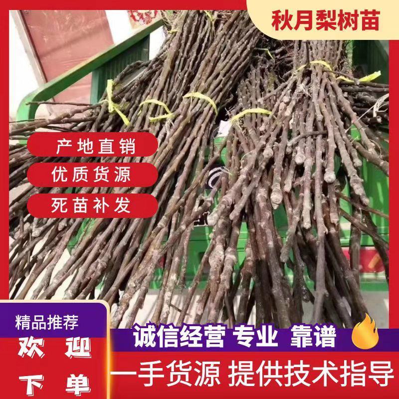 梨树苗秋月梨树苗黄金梨树苗桃树苗包教技术，代收购果子。